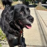 Black flatcoated retriever posed and smiling for the camera.