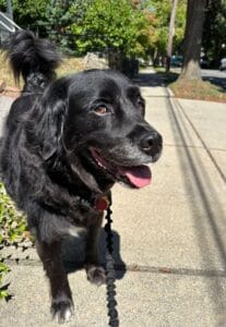 Black flatcoated retriever posed and smiling for the camera.