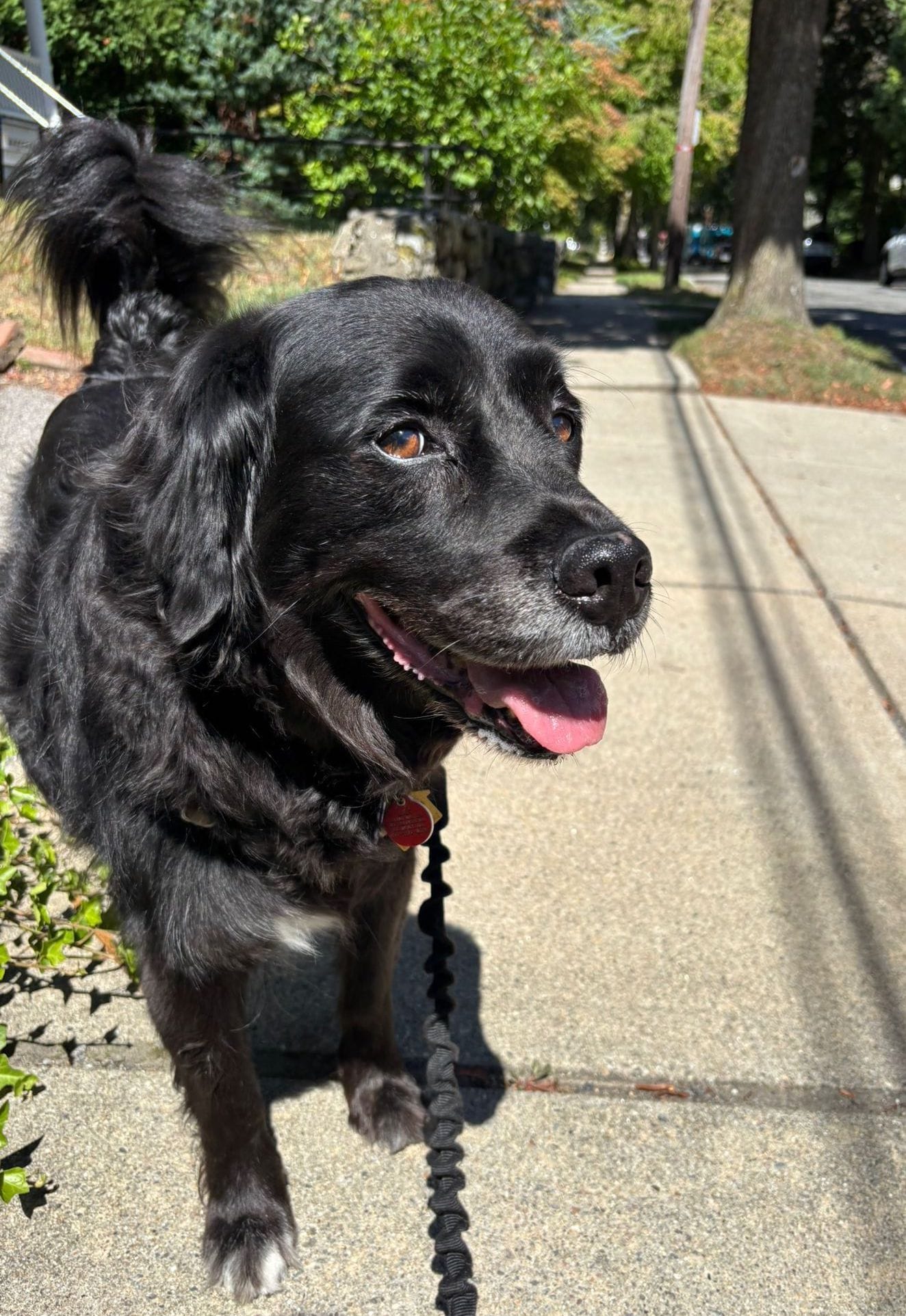 Black flatcoated retriever posed and smiling for the camera.