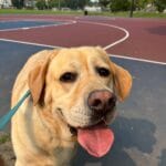 Golden lab at the basketball court.