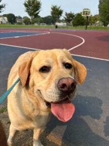 Golden lab at the basketball court.