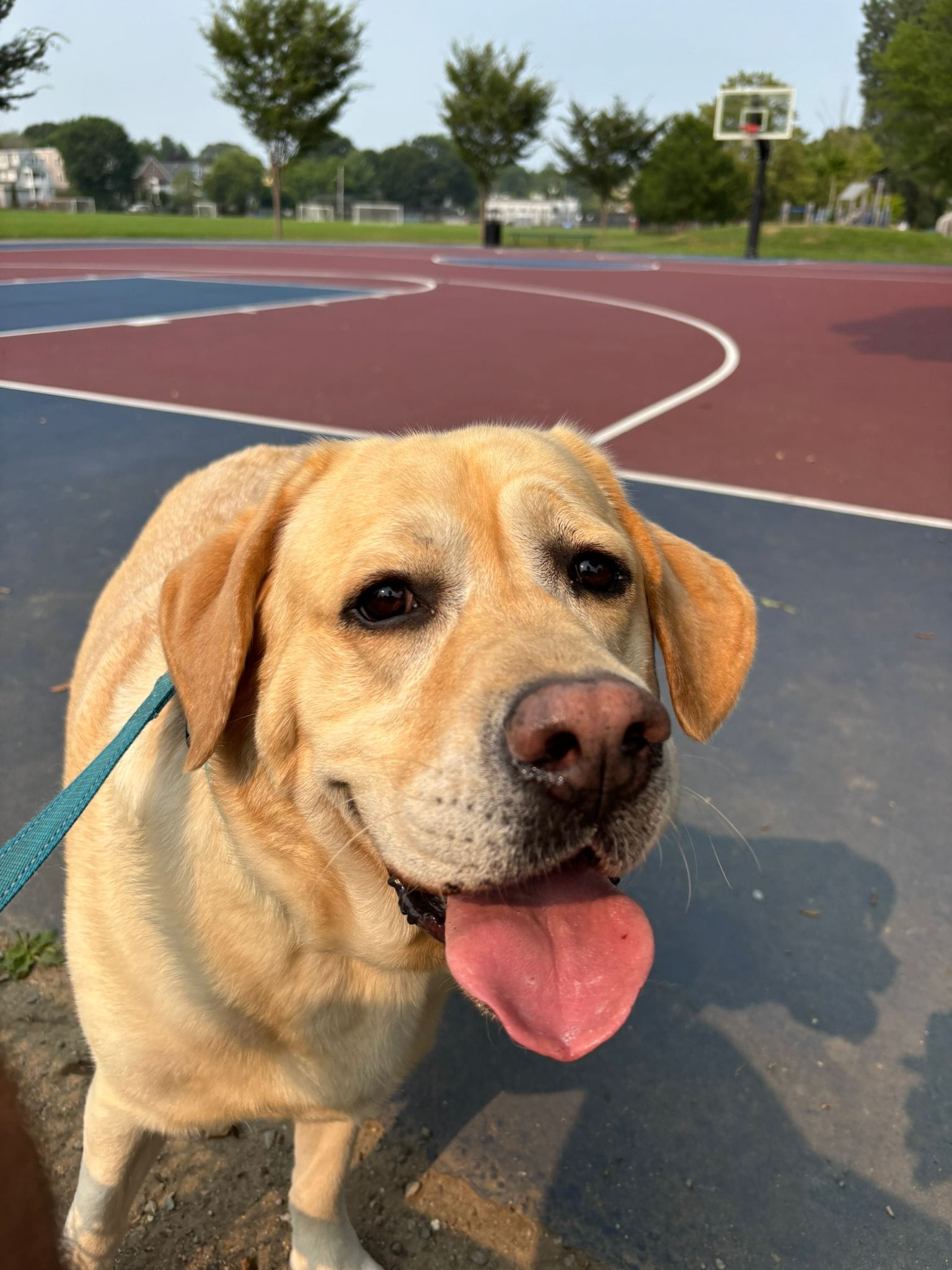 Golden lab at the basketball court.