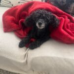 Small black poodle snuggling in a red blanket.