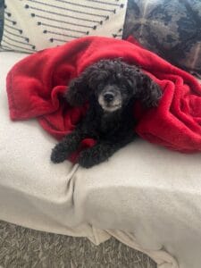 Small black poodle snuggling in a red blanket.