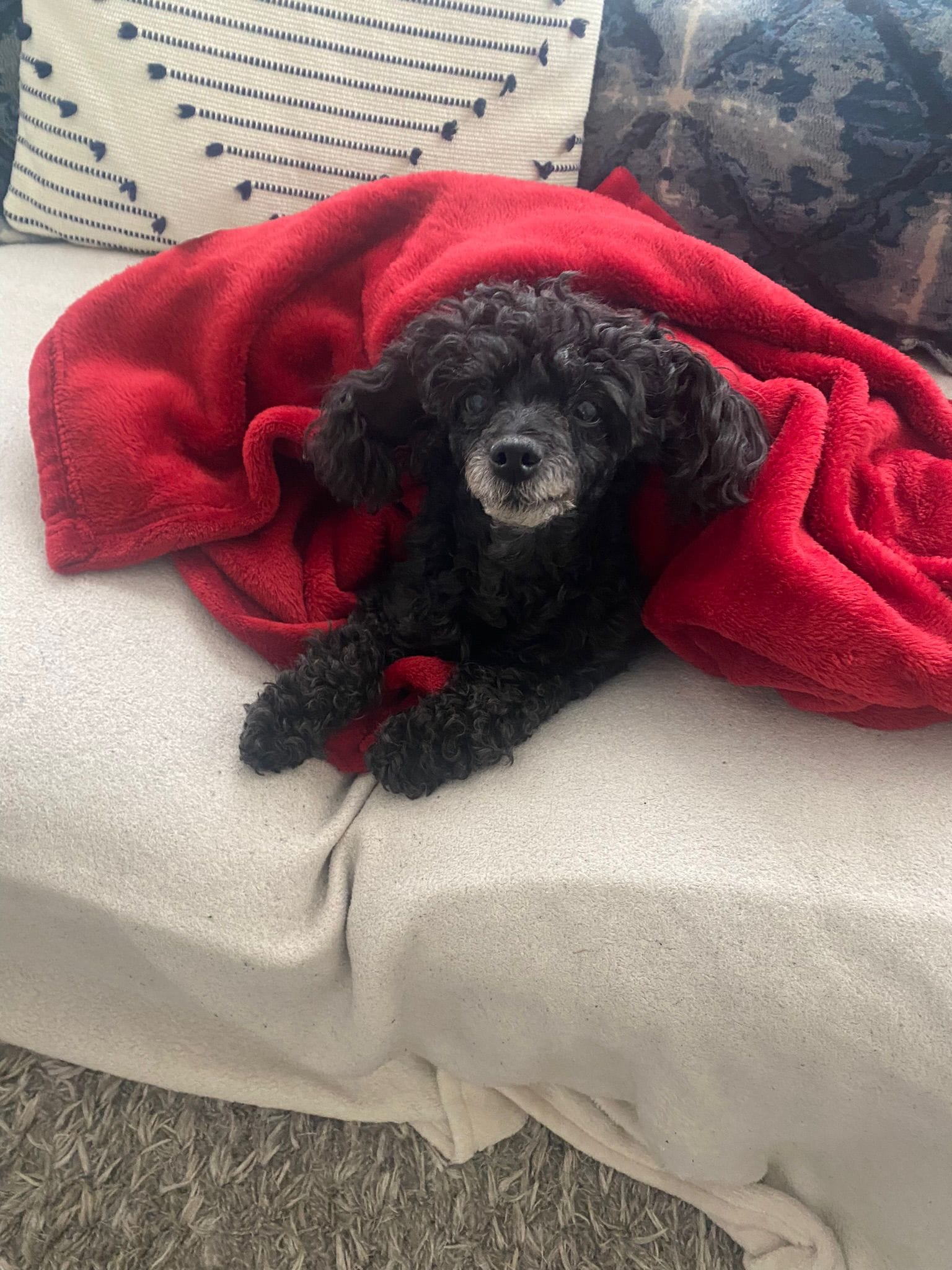 Small black poodle snuggling in a red blanket.