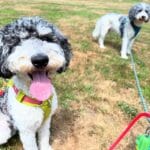 2 Goldendoodles out on a walk.