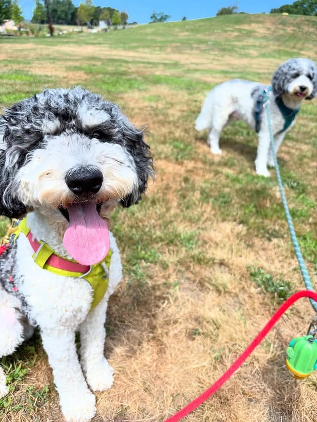 2 Goldendoodles out on a walk.